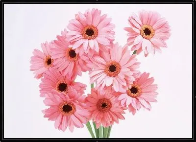 Картина Герберы №6