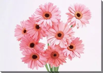 Постер Герберы №6