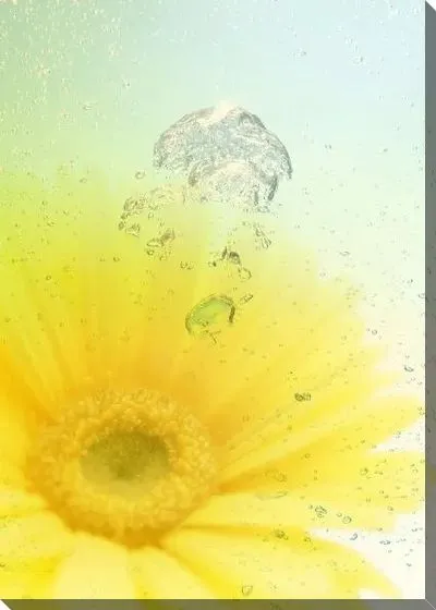 Постер Герберы №7