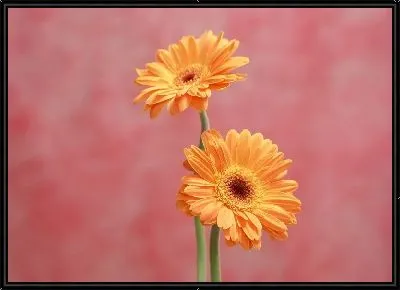 Картина Герберы №9