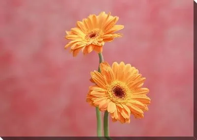 Постер Герберы №9