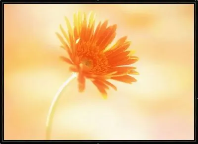 Герберы №10