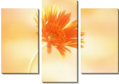 Герберы №10