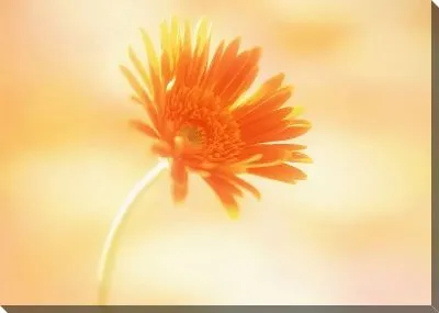 Герберы №10