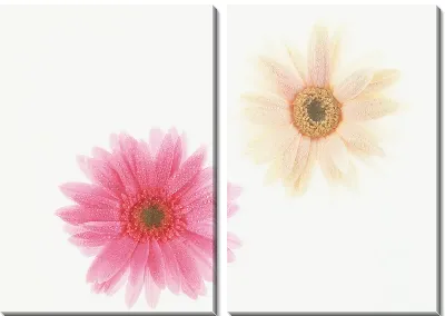 Модульная картина Герберы №11