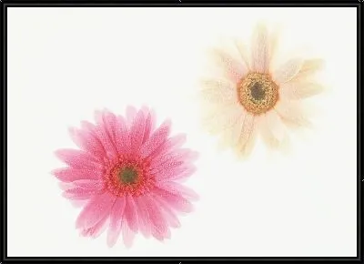 Картина Герберы №11