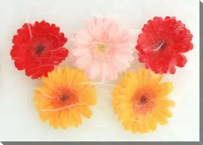 Постер Герберы №12