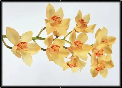 Картина Орхидея №3