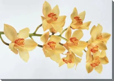 Постер Орхидея №3