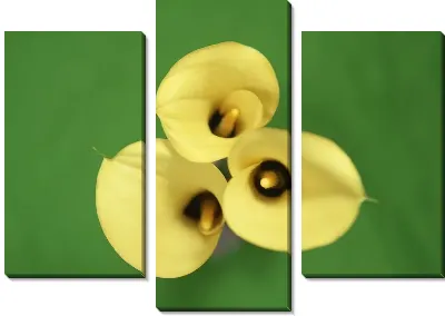 Модульная картина Каллы №2