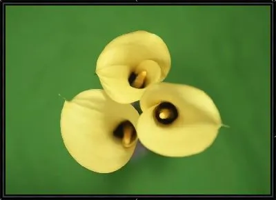 Картина Каллы №2