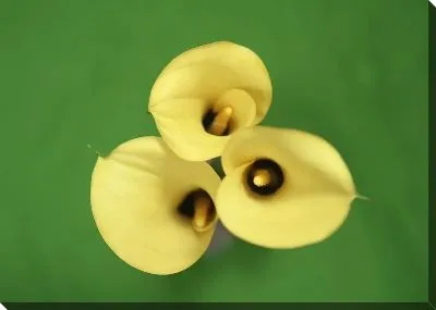 Постер Каллы №2