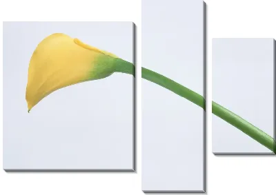 Модульная картина Каллы №4