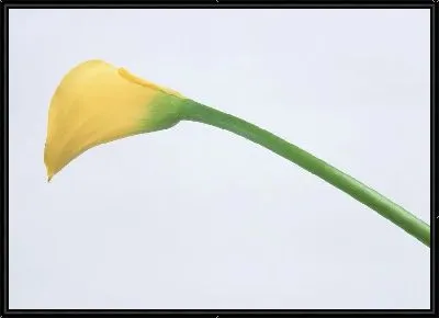 Картина Каллы №4