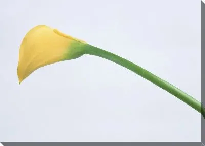 Постер Каллы №4