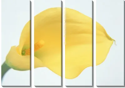 Модульная картина Каллы №5