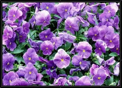 Картина Цветы №6