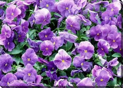 Постер Цветы №6