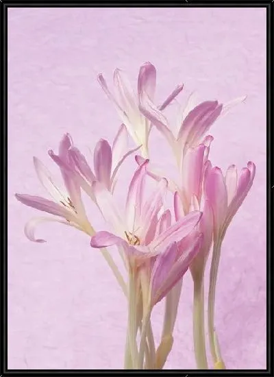 Картина Цветы №12