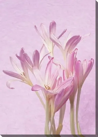 Постер Цветы №12