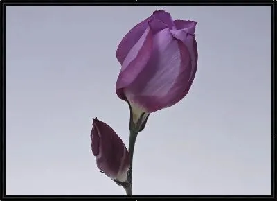 Картина Цветы №13