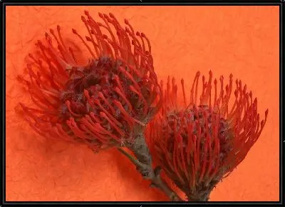 Картина Цветы №16