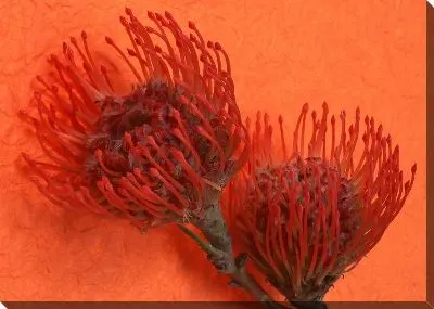 Постер Цветы №16