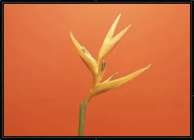 Картина Цветы №19