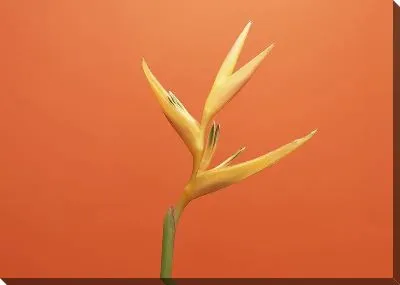 Постер Цветы №19