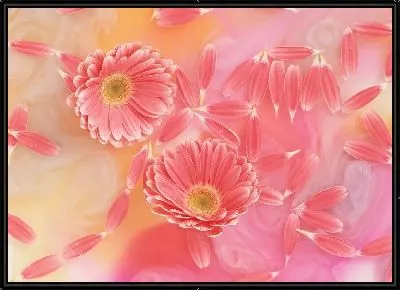 Герберы №13