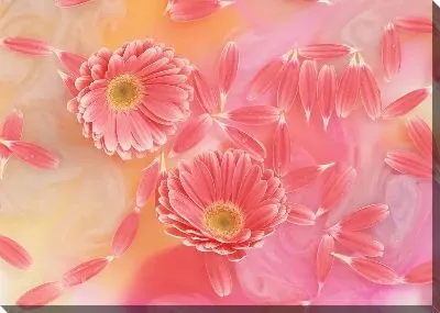 Герберы №13