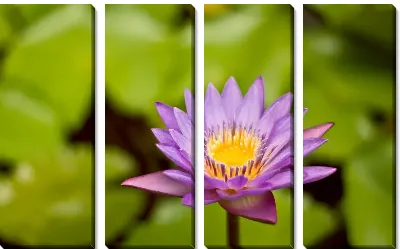 Модульная картина Кувшинка №2