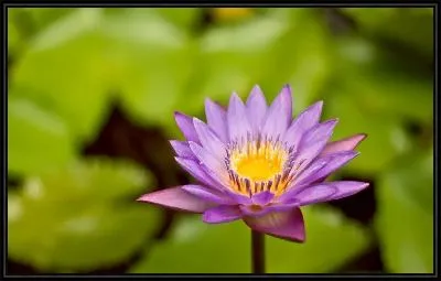 Картина Кувшинка №2