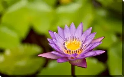 Постер Кувшинка №2