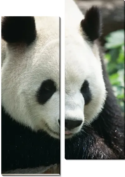 Модульная картина Панда