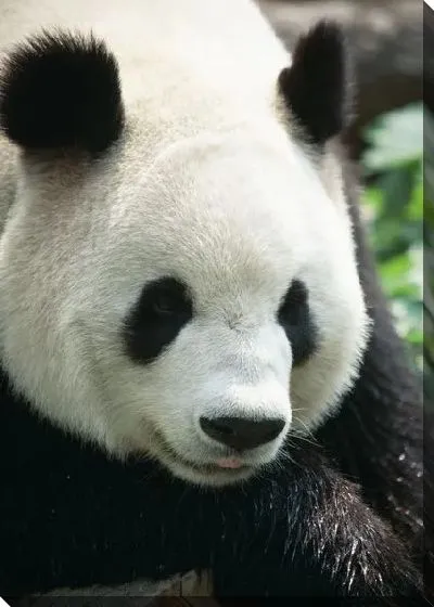 Постер Панда