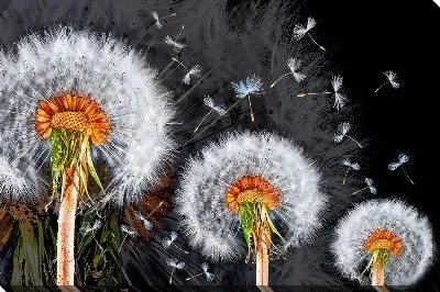 Картина маслом Одуванчики №671