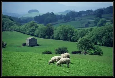 Картина Овечки на пастбище