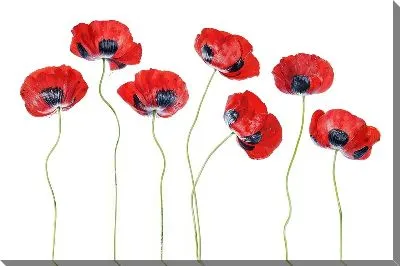 Картина маслом Маки №132