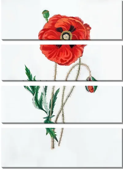 Модульная картина Маки №160