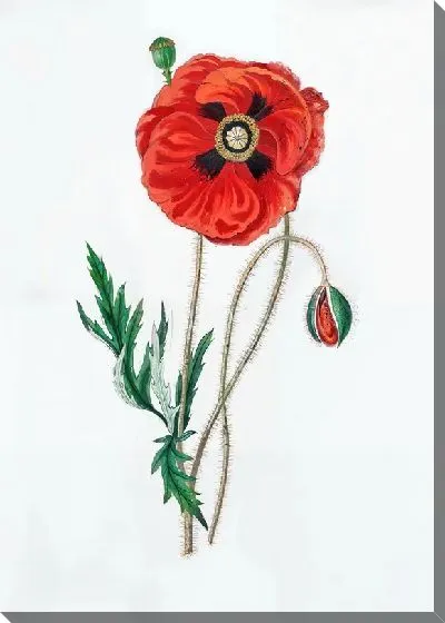 Картина маслом Маки №160