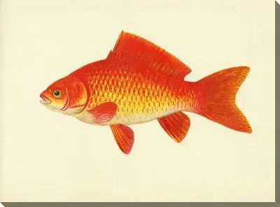 Картина маслом Золотая рыбка №51