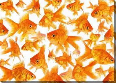 Золотые рыбки №26