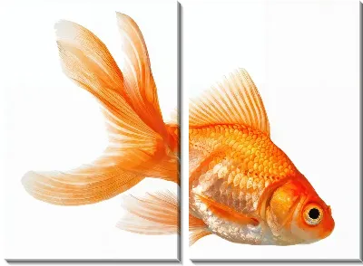Модульная картина Золотая рыбка №80