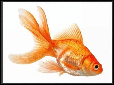 Картина Золотая рыбка №80