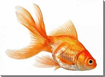 Золотая рыбка №80