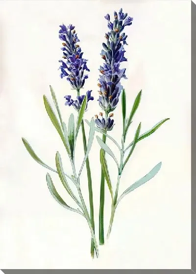 Картина маслом Лаванда №79