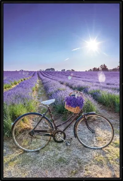 Картина Лаванда №89