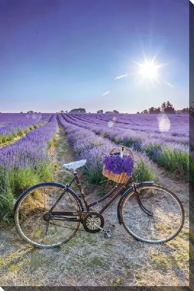 Постер Лаванда №89