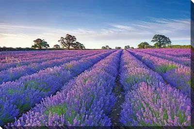 Картина маслом Лаванда №99